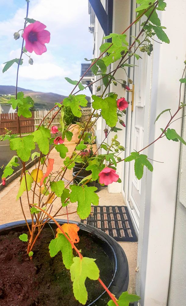 Sea Haven Dunfanaghy